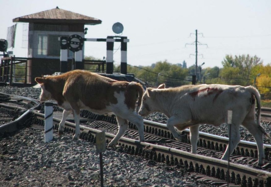 Темір жол қауіпті аймақ презентация