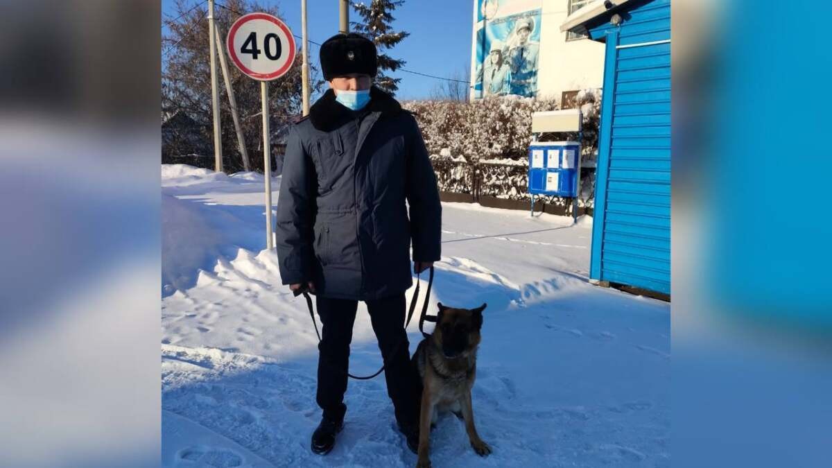 Служебная собака помогла раскрыть кражи в Акмолинской области