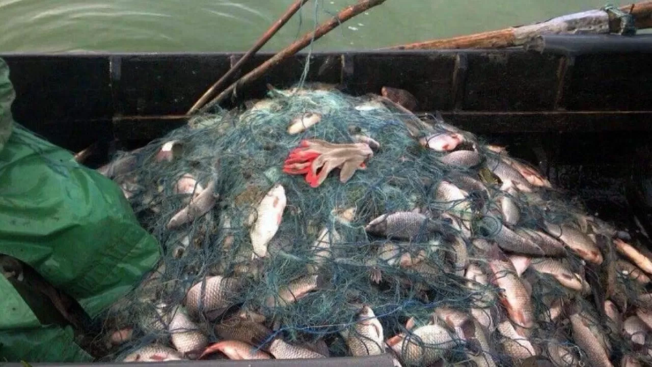 Улов рыбы сетью. Сеть для рыбалки. Браконьерский улов рыбы.