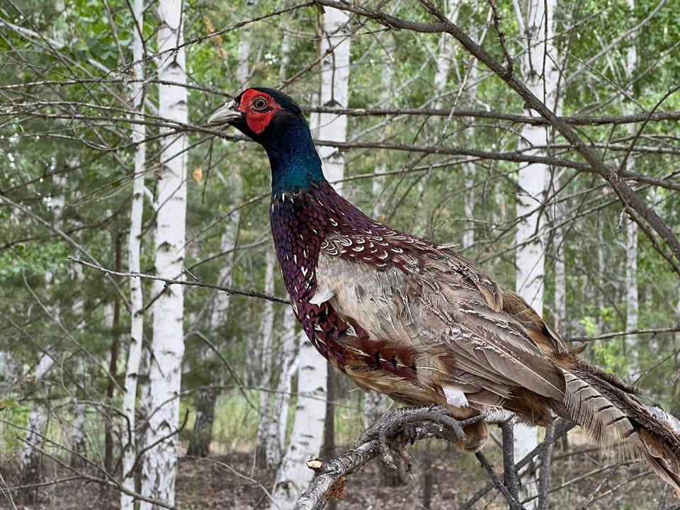 Мен досыма жүгірдім