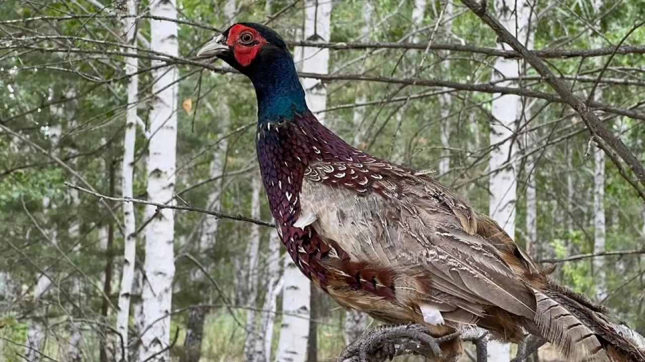 Мулат әйелдерімен бисексуалдық порно