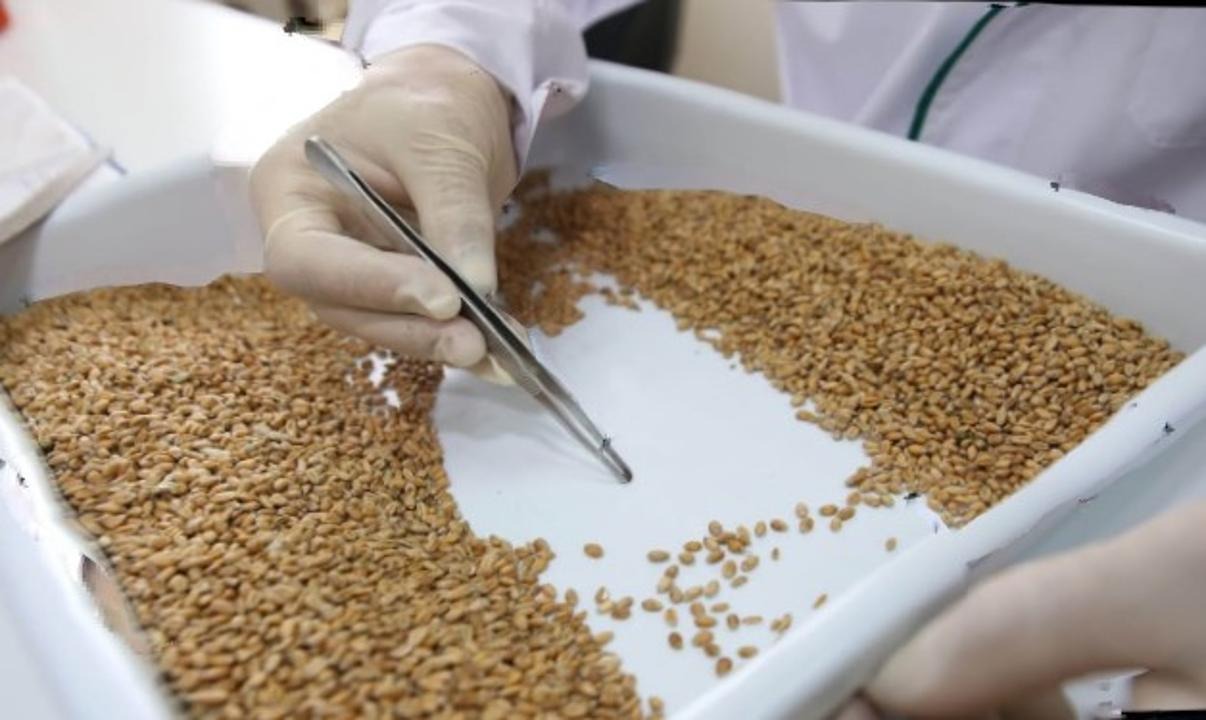 Корма проба. Экспертиза зерна. Контроль качества зерна. Пшеница в лаборатории. Оценка качества зерна.