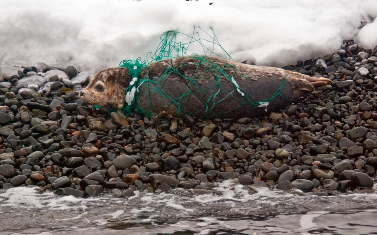 В воде гибнут. Гибель морских животных от загрязнения. Морские обитатели в мусоре.