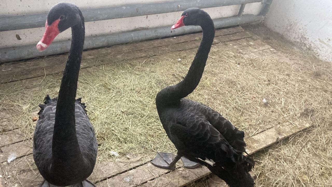 Орманда арғы жақтан секс