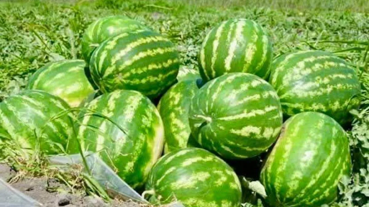 Секс порно ханымдар Чирлидерлер